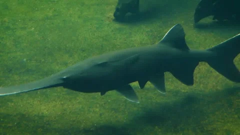 American paddlefish (Polyodon spathula) 库存影片 181682800
