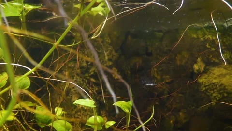American paddlefish (Polyodon spathula) Видео 204993576