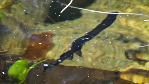 American paddlefish (Polyodon spathula) Stock Footage 204993669