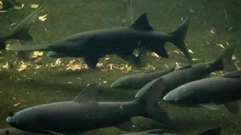 American paddlefish (Polyodon spathula) Stock Footage 250296685