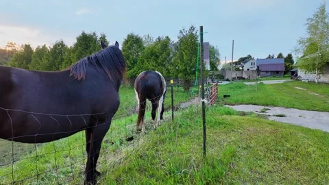 American Paint Horse and draft horse (Friesian horse) in Leelanau County Stock-Footage 341623549