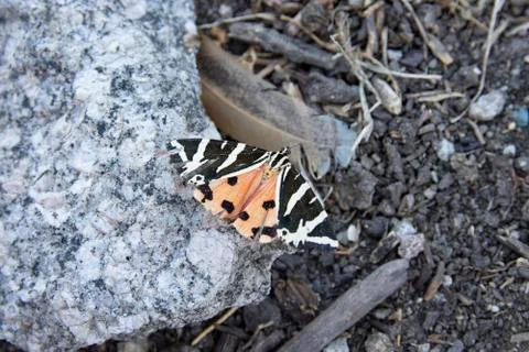 American painted lady ? Stock Photos