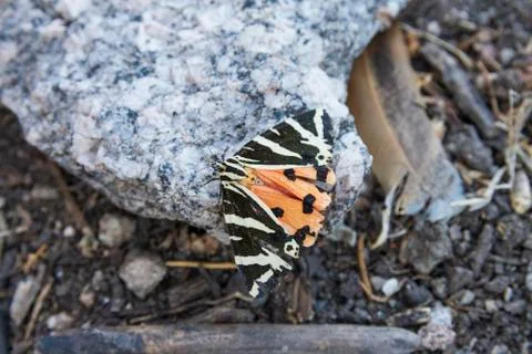 American painted lady ? Stock Photos