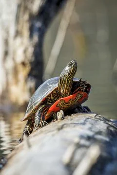 American painted turtle basking in the sun. Stock Photos
