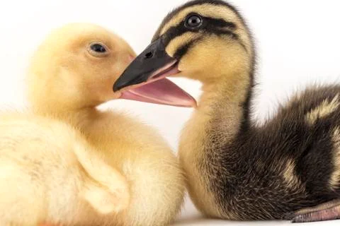 American Pekin Duckling Stock Photos