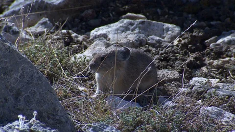 American Pika Adult Foraging Looking For Food Spring in Wyoming Stock Footage