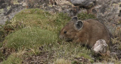 American Pika Animal Eating Feeding Chewing in Rocky Mountains in Summer Stock Footage
