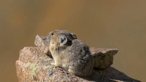 American Pika calling while sitting on a rock during the day, handheld Stock Footage 220403695