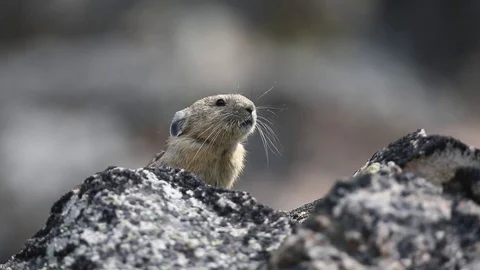 American Pika Closeup 0342 Stock Footage