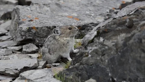 American Pika Eating Grass On Rocks Stock Footage