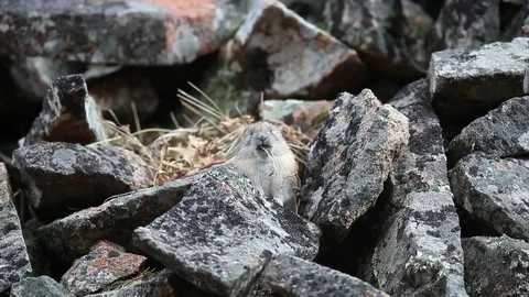 American Pika eating a leaf Stock Footage 77738892