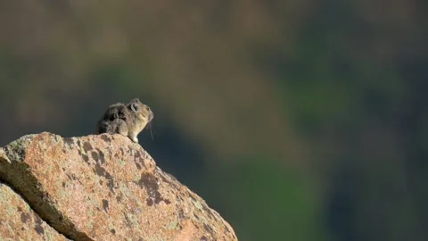 American Pika mountain mouse sitting on a rock while wind blows fur in Stock Footage 220403692