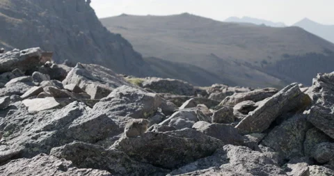 American Pika or Pica Animal in Summer in Rock Mountains in Colorado Stock Footage
