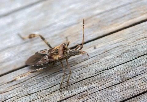 American pine bug, American cone bug, heteroptera, Leptoglossus occidentalis, Stock Photos