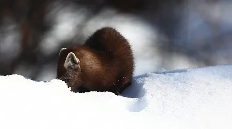 American Pine Marten, Martes americana, in the snow Stock Footage 59795360