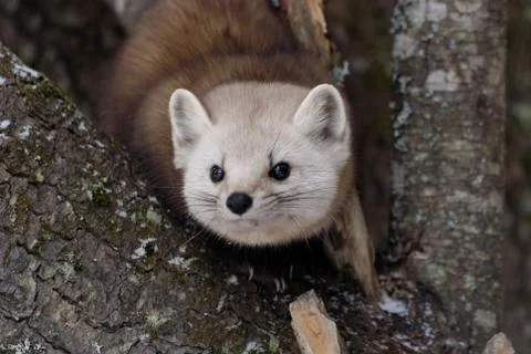 American Pine Marten 스톡 사진