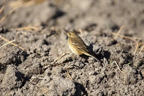 American Pipit Stock Photos