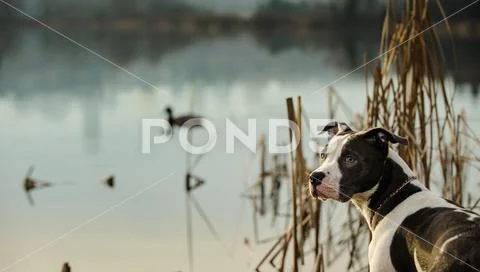 American Pit Bull Terrier dog outdoor portrait Stock Photos
