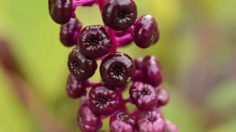 American pokeweed (Phytolacca americana) Stock Footage