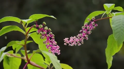 American pokeweed (Phytolacca americana) Stock Footage