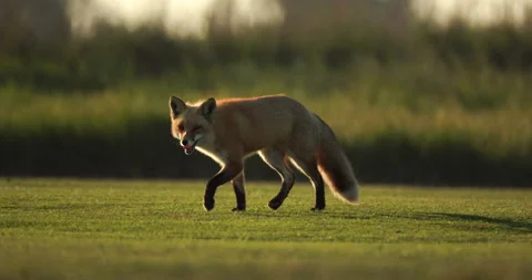 American Red Fox Walking on Grass and Stopping, 4K Stock Footage 170851534