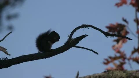 American Red or Pine Squirrel Eating Feeding On Branch Silhouette or Backlight Stock Footage 152874768