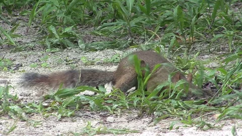 American red squirrel digging a hole in the ground. Florida Stock Footage 82828552