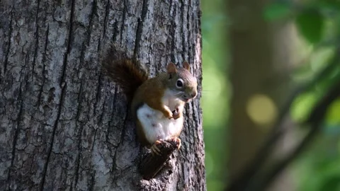American Red Squirrel doing a territorial alarm cal Stock Footage 249448754