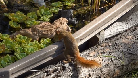 American Red Squirrel Drinking from a Pond Stock Footage 119082003