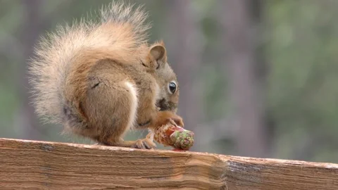 American Red Squirrel Eating Chewing Gnawing Peeling Pine Cone on Wood Fence Stock Footage 133600270
