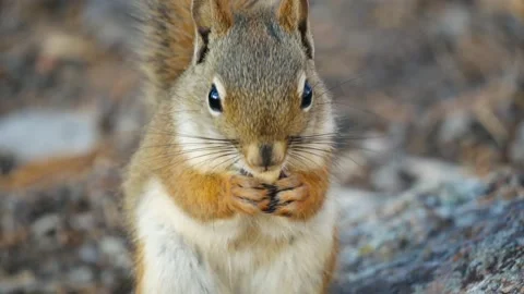 American Red Squirrel, Eating a Nut, 4K Stock Footage 138536463