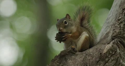 American Red Squirrel Eating Nut at Frontenac State Park Minnesota Stock Footage 337776255
