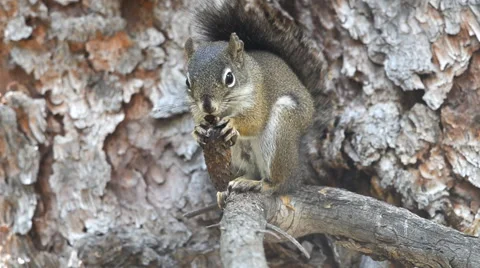 American red squirrel eating, Pine, Colorado Stock Footage 39979979