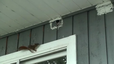 American Red Squirrel Entering House Siding in Minnesota Stock Footage 337793264