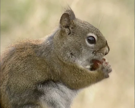 American Red Squirrel finishes pine cone meal and jumps off Stock Footage 34954149