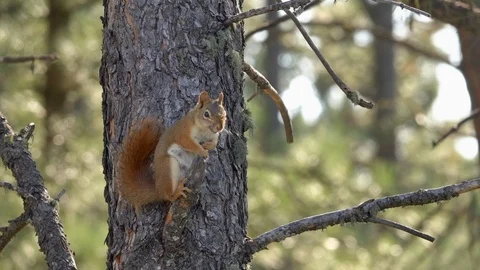American Red Squirrel Grooming 2 Stock Footage 119081915