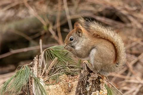 American Red Squirrel Stock Photos