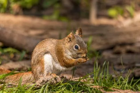 American Red Squirrel Stock Photos