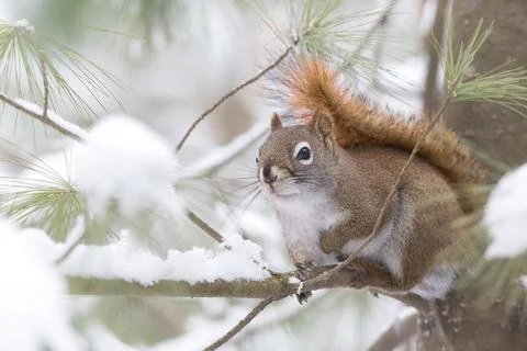 American Red Squirrel sitting on pine tree branch with snow in winter Stock Photos
