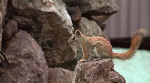 American Red Squirrel sitting on a Rock Stomping Feet Stock Footage 49669235
