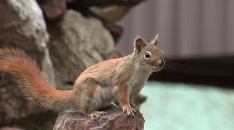 American Red Squirrel sitting on a Rock Stomping Feet Stock Footage 49669334