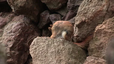 American Red Squirrel sitting on a Rock Grooming Stock Footage 49669392