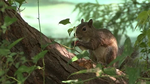 American red squirrel sitting on a tree, eating a mushroom. Florida Stock Footage 82828514