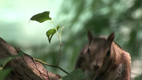 American red squirrel sitting on a tree, eating a mushroom. Florida Stock Footage 82828524
