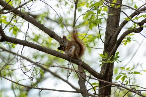 An American Red Squirrel sitting on a tree branch attempting to open a nut. Stock Photos