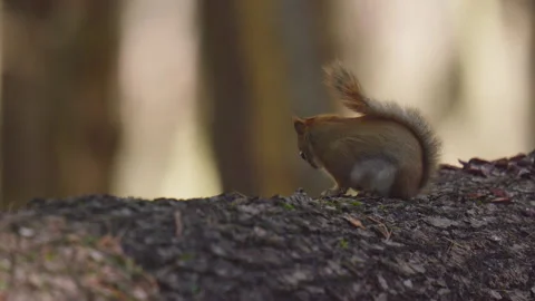 American Red Squirrel Sniffs Log and Jumps Away Stock Footage 267295505