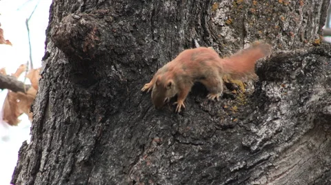 American Red Squirrel on a Tree Trunk Eating Bark Stock Footage 49669273