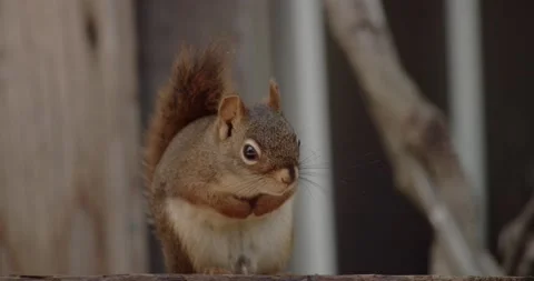 American red squirrel turning head to look straight at camera like a funny Stock Footage 134621319