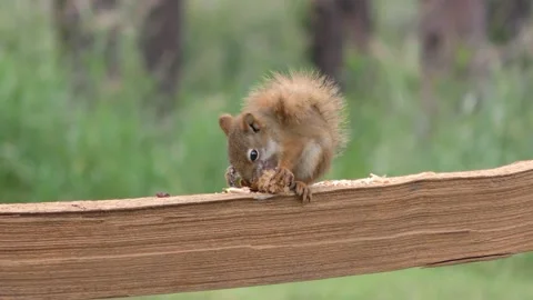 American Red Tree Squirrel Eating Chewing Pine Cone on Wooden Fence Rail Stock Footage 133600173