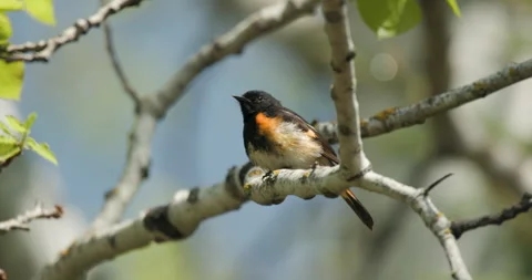 American Redstart Bird Perched Singing Chirping in Aspen Tree in Spring Stock Footage 257017402